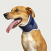 Balto® Neck Rigid Neck Brace